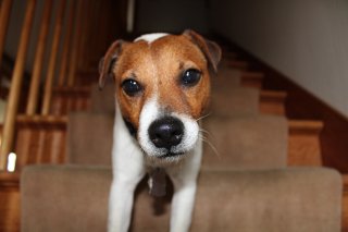 Le chiot et les escaliers